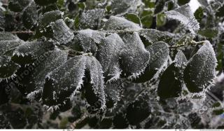 frozen plant 0004